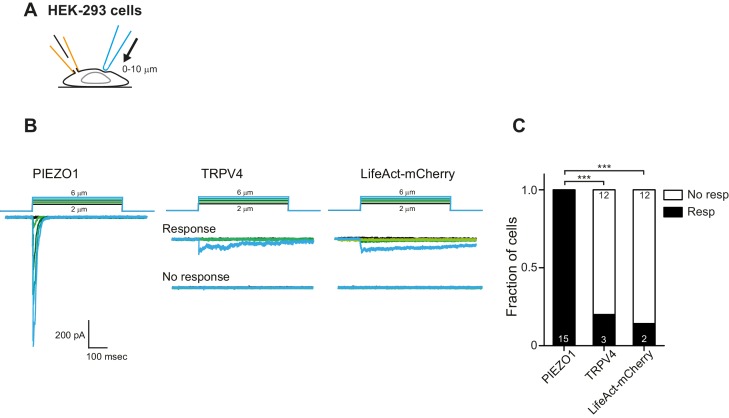 Figure 7—figure supplement 2.