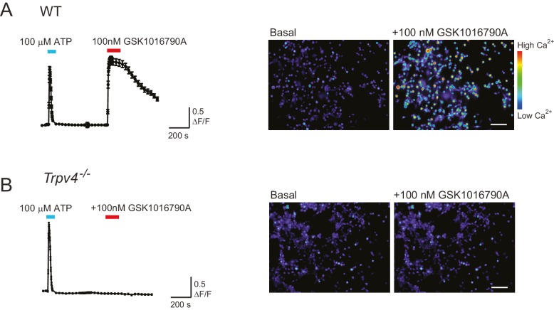 Figure 6—figure supplement 2.