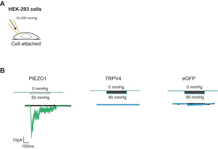 Figure 7—figure supplement 1.