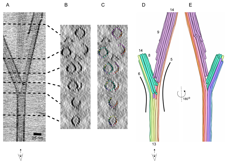 Fig. 3