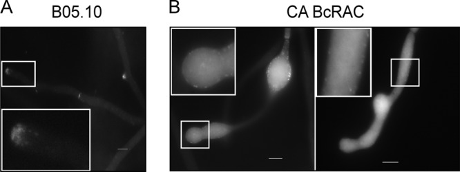 Fig 5