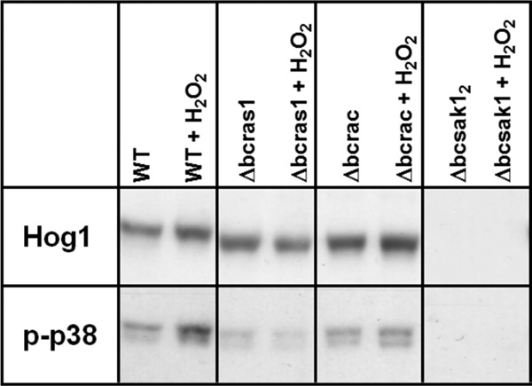 Fig 9