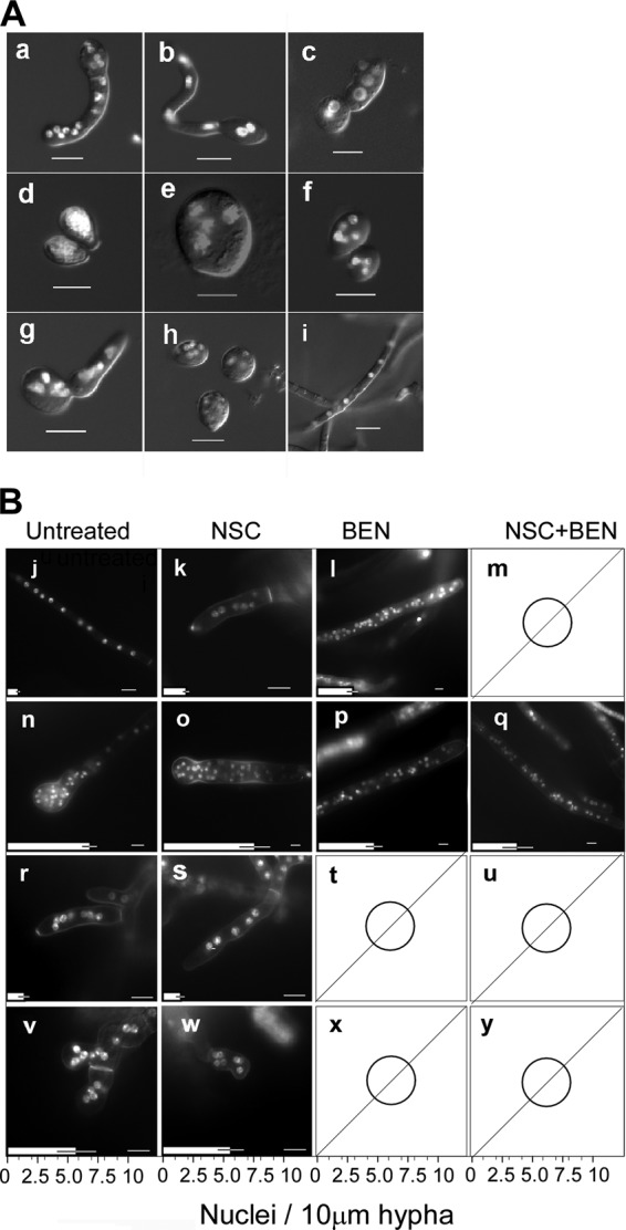 Fig 6