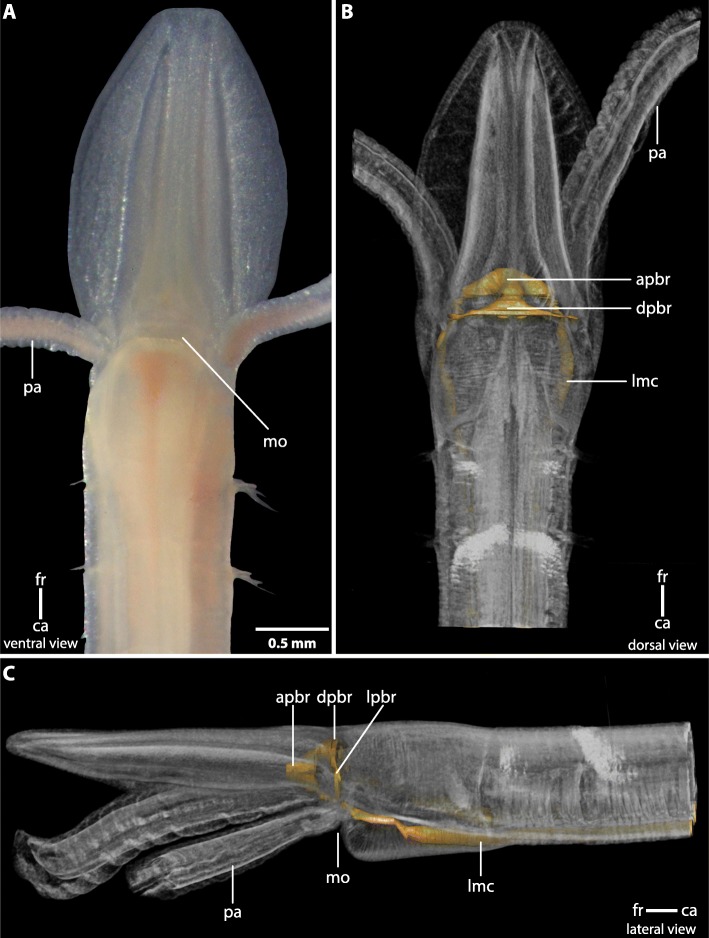 Fig. 1