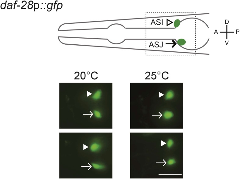 Figure 3—figure supplement 1.