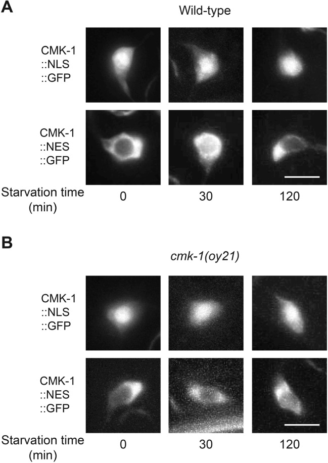 Figure 4—figure supplement 1.