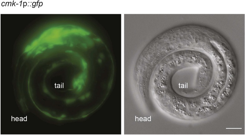 Figure 1—figure supplement 2.