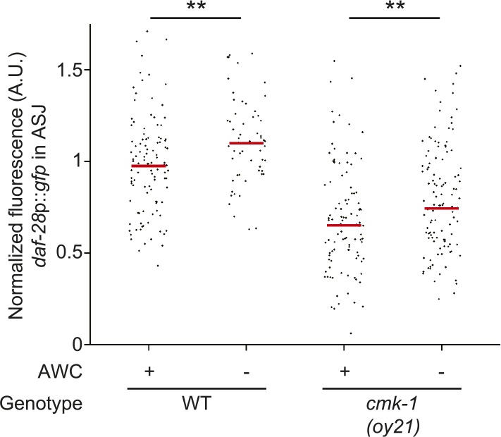 Figure 5—figure supplement 1.