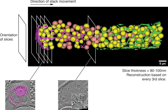 Figure 1—figure supplement 2.