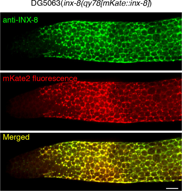 Figure 2—figure supplement 1.