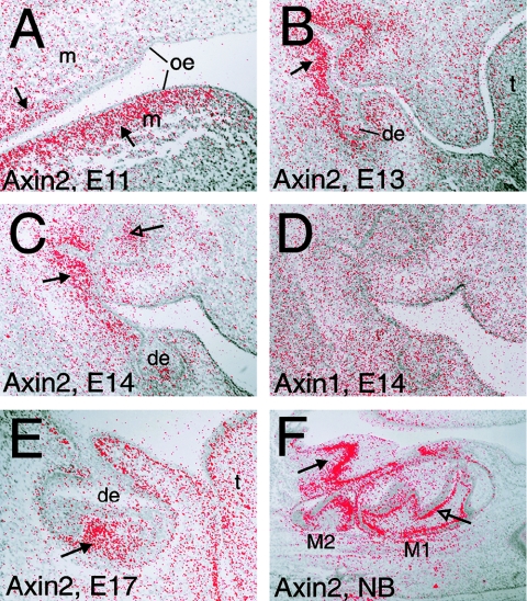 Figure  5