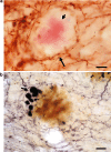 Fig. 1a–b