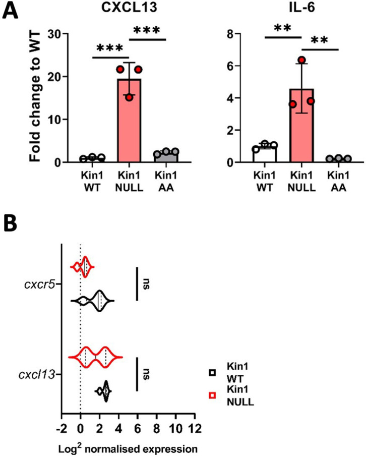 Figure 5—figure supplement 2.