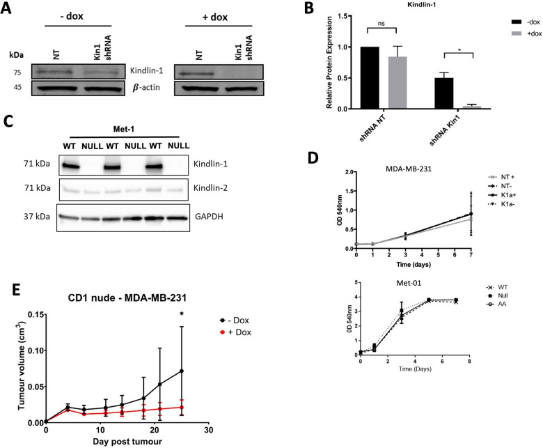 Figure 1—figure supplement 1.