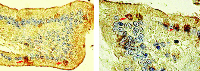 FIG. 2.