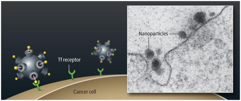 Active Tumor Targeting