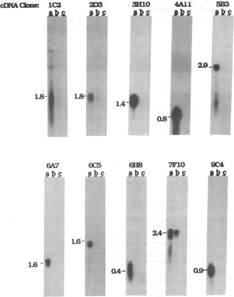 graphic file with name pnas01028-0161-a.jpg