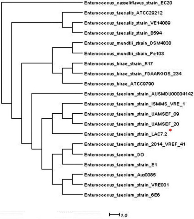 FIGURE 1