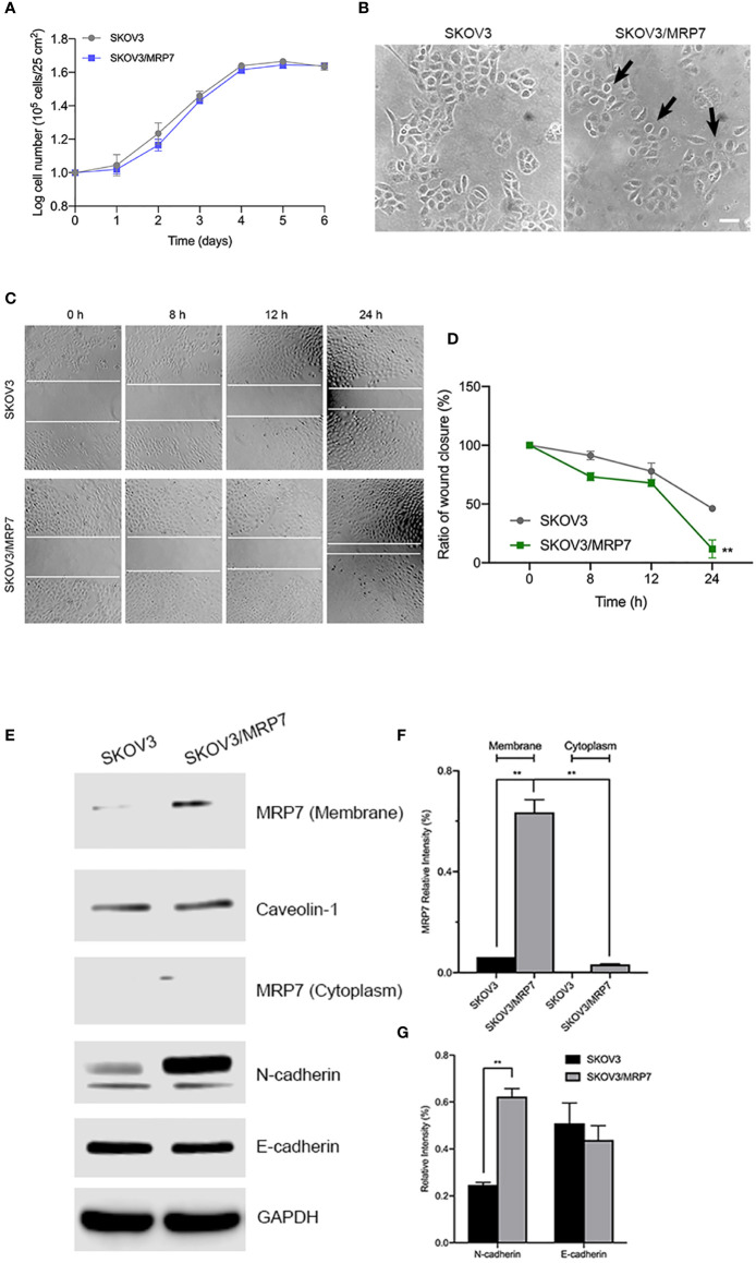 Figure 2