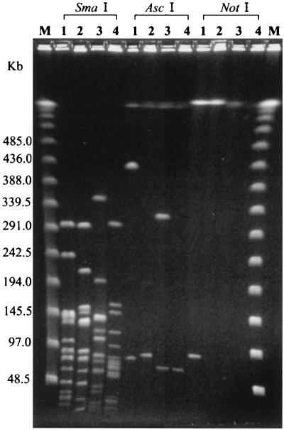 FIG. 1