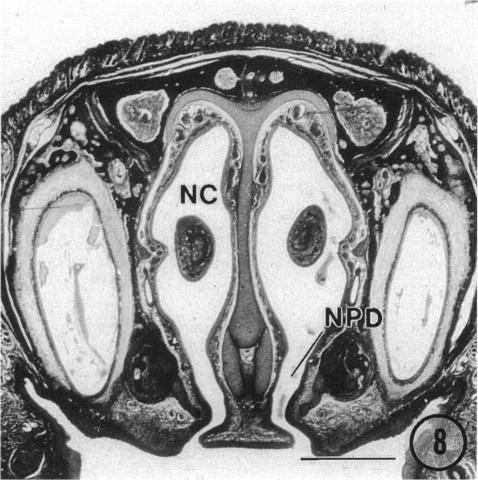 Fig. 8