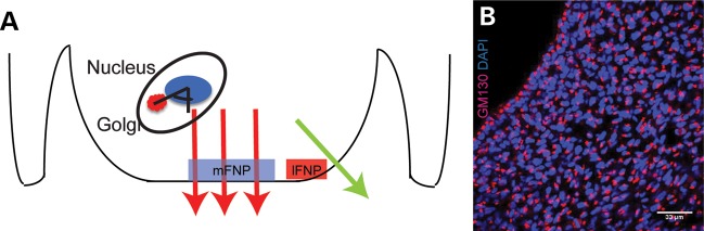 Figure 5.