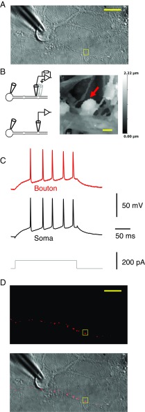 Fig. 1.