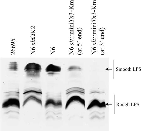 FIG. 2.