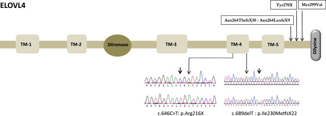 Figure 4