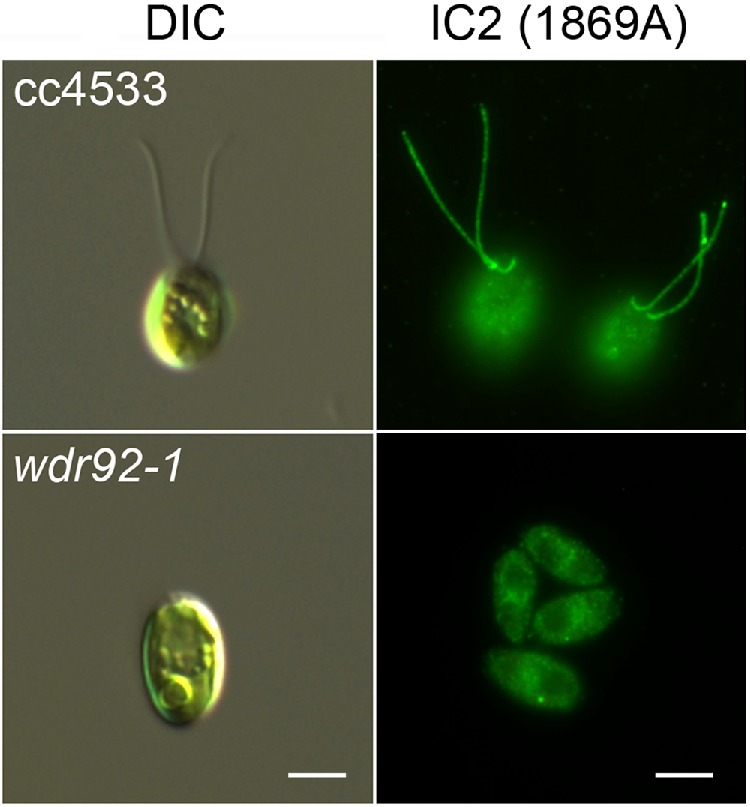 FIGURE 4: