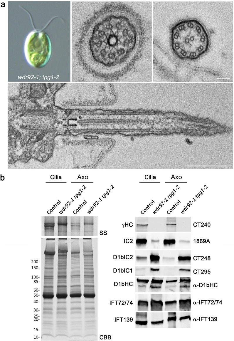 FIGURE 6: