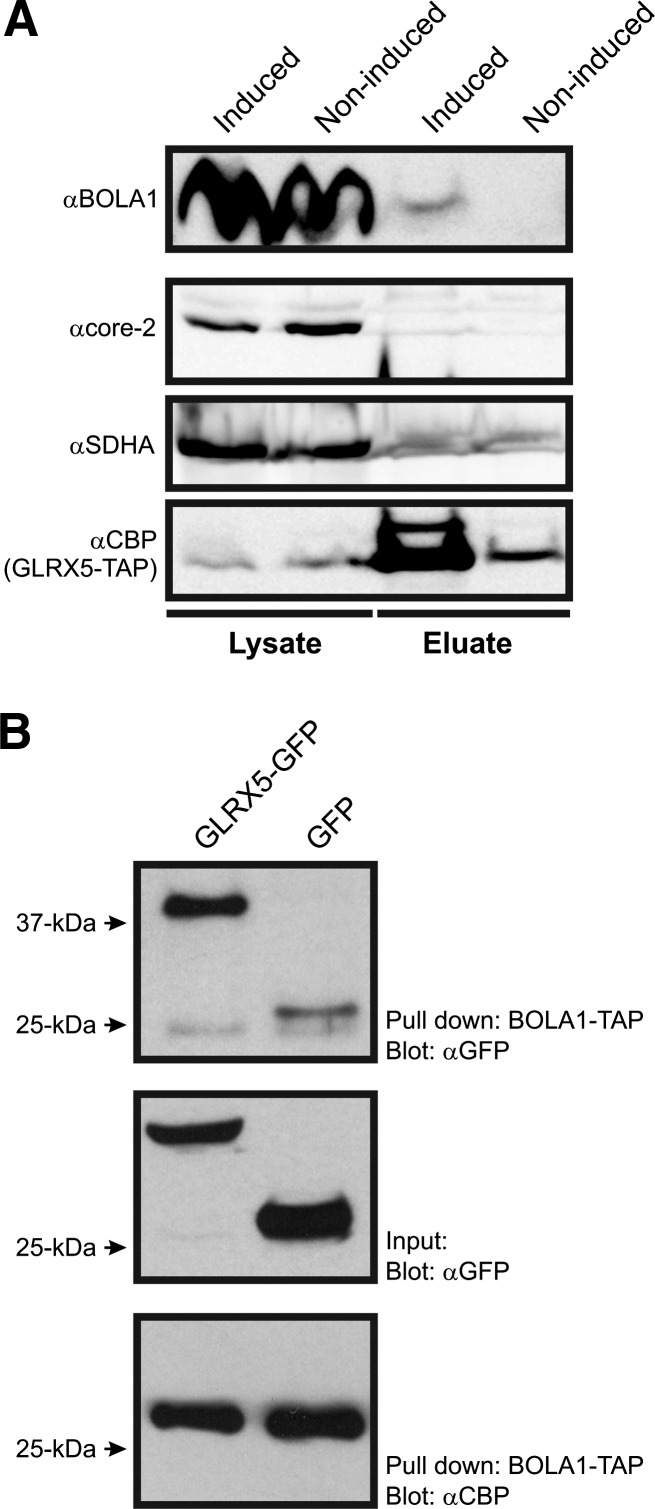 FIG. 3.