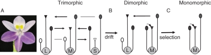 Fig. 7