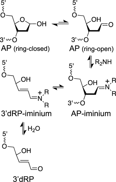 Scheme 6.