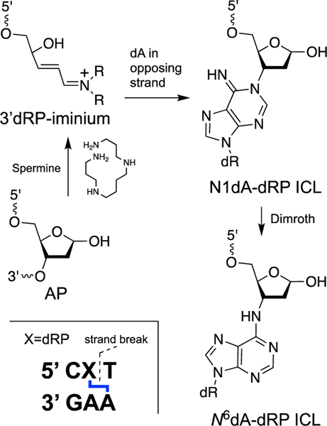 Scheme 7.