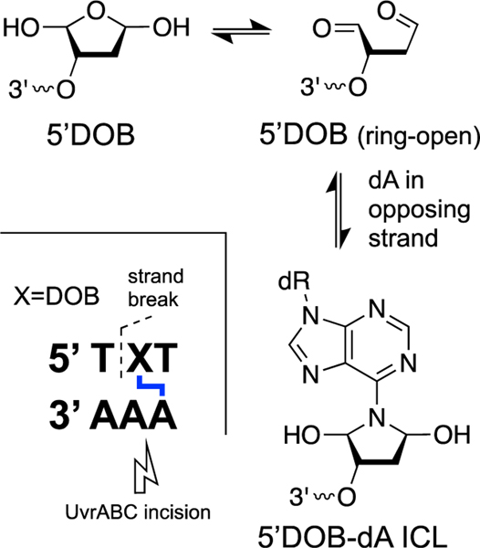 Scheme 16.