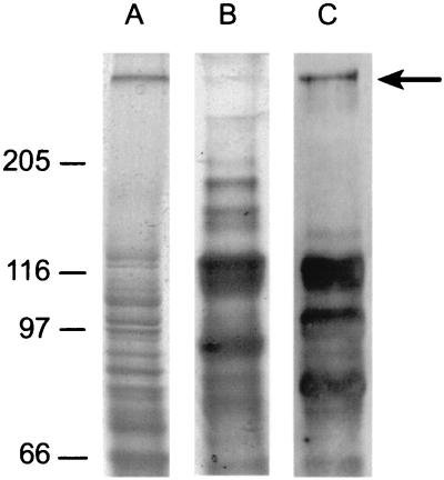 FIG. 1