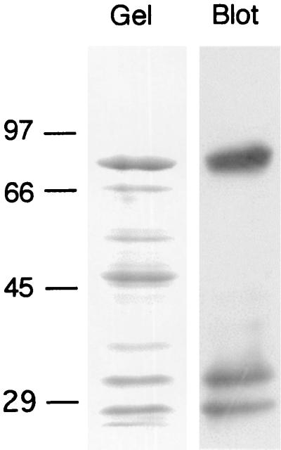 FIG. 5