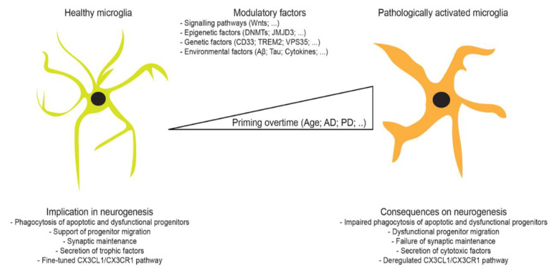 Role of Microglia in Modulating Adult Neurogenesis in Health and ...