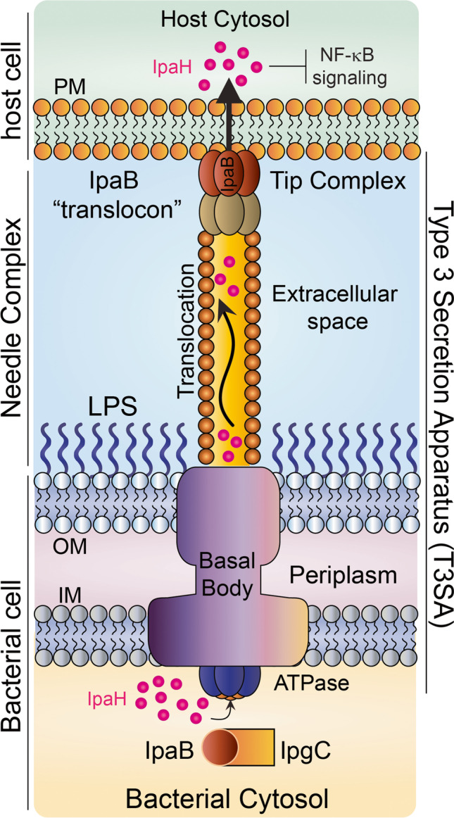 Fig. 1