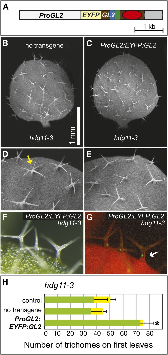 Figure 6.