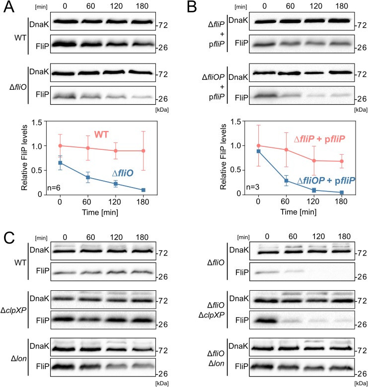 Fig 3