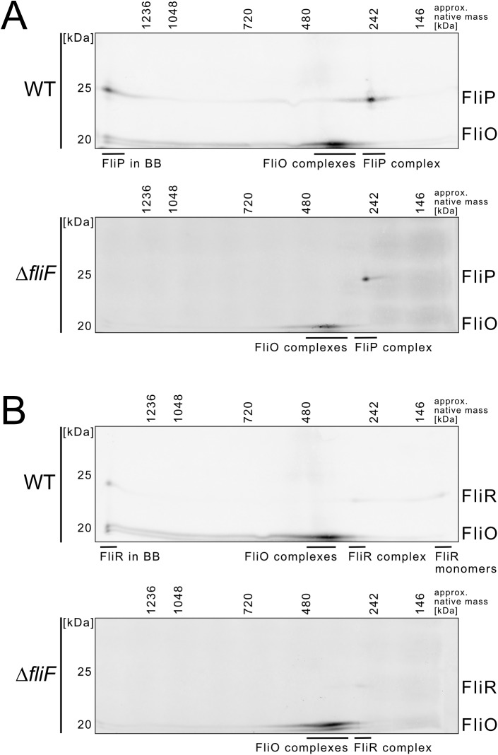 Fig 7