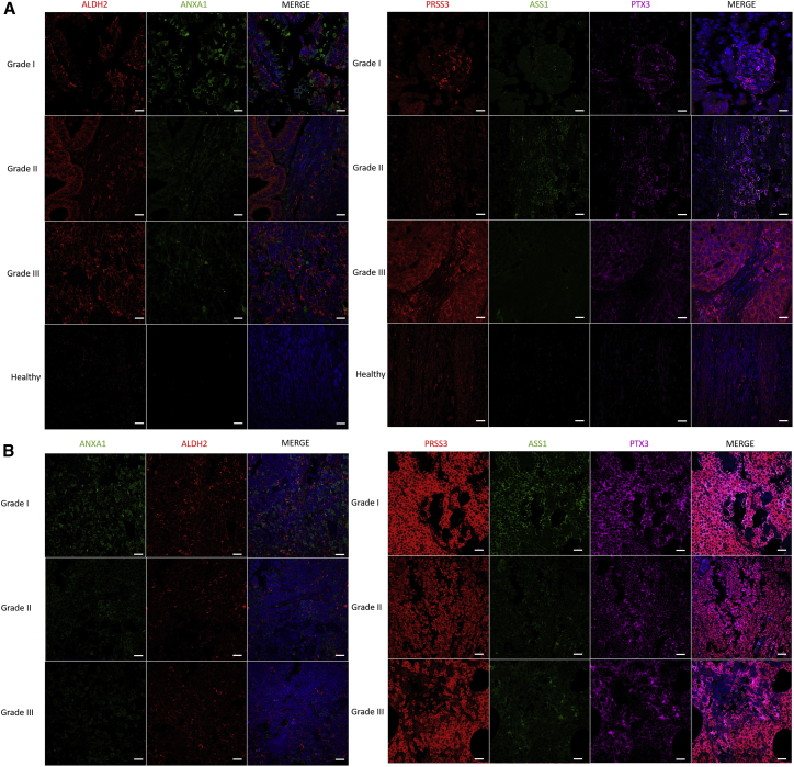 Figure 6