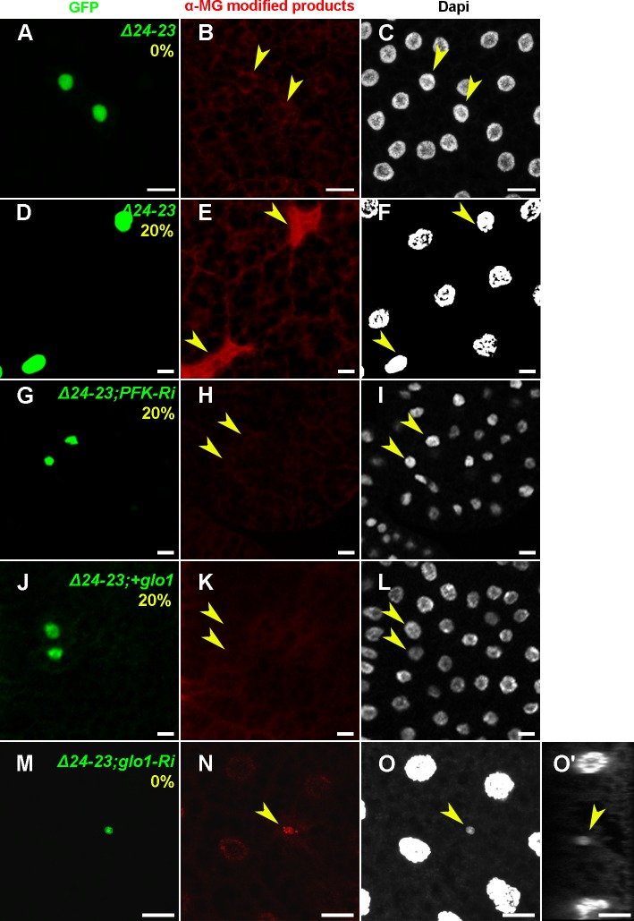 Fig 6