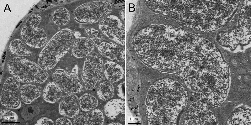 FIG 6 