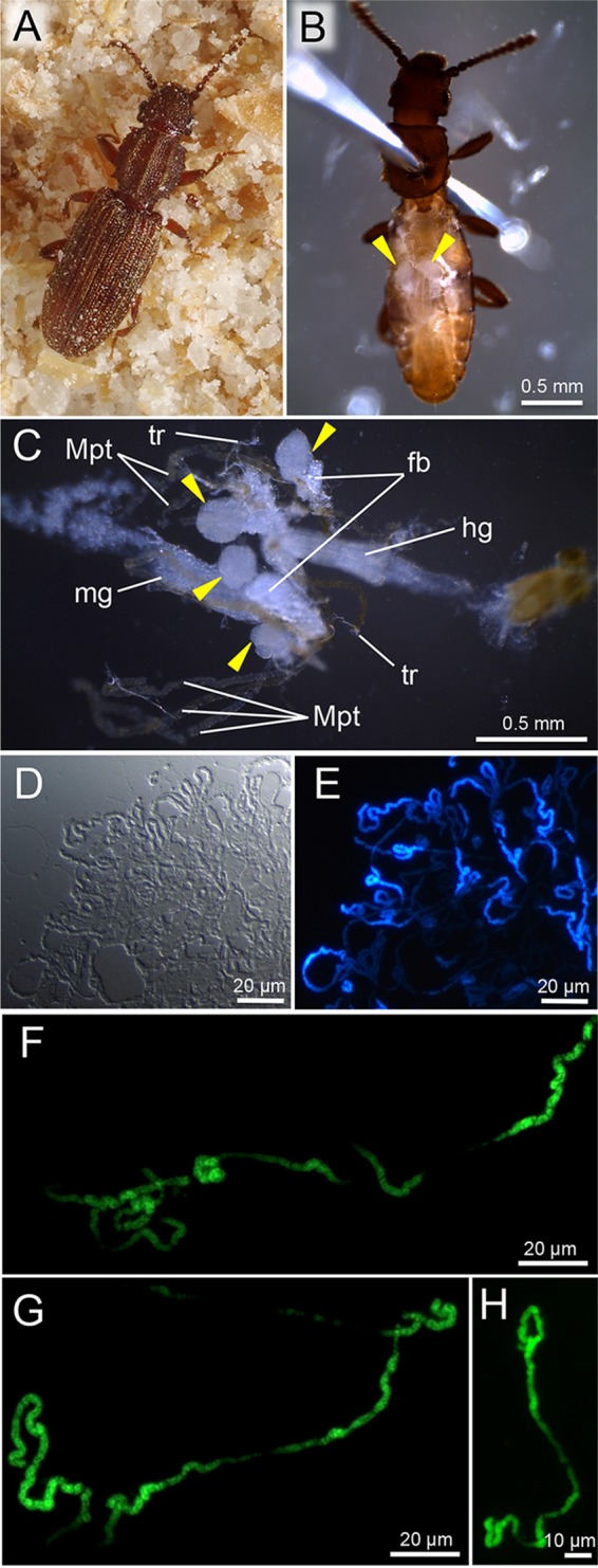 FIG 1 