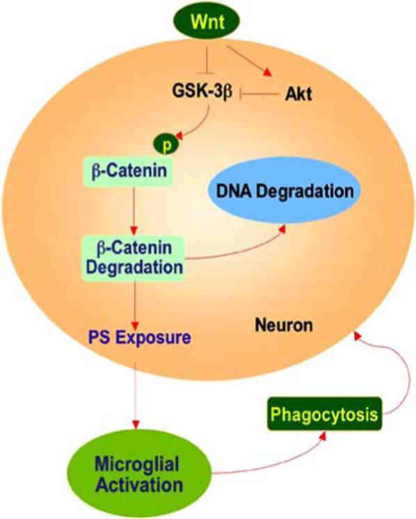 Fig. (2)