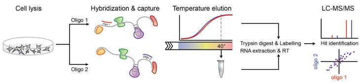 graphic file with name BioProtoc-12-24-4572-ga001.jpg