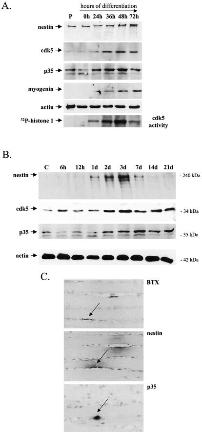 FIG.5.